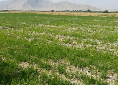 خبرنگاران برنج به روش خشکه کاری برای اولین بار در کازرون کشت شد