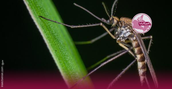 استارت آپ محقق ایرانی برای تشخیص بیماری ها با استفاده از حشرات