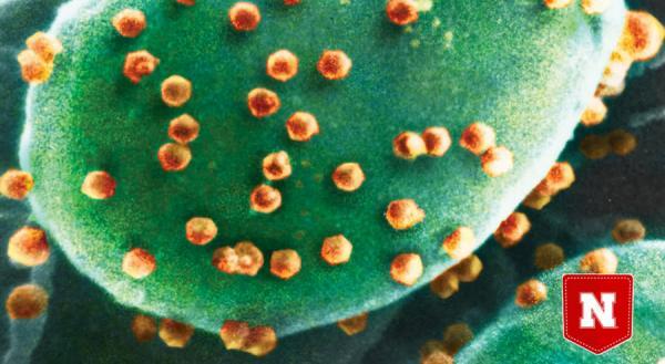 اولین virovore کشف شد: موجودی که ویروس ها را می خورد